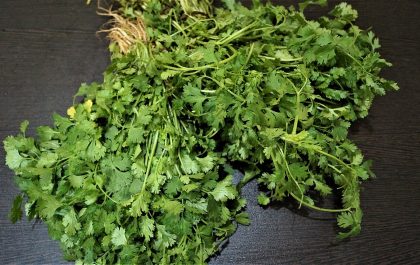 Manojos de cilantro fresco sobre una superficie de madera.