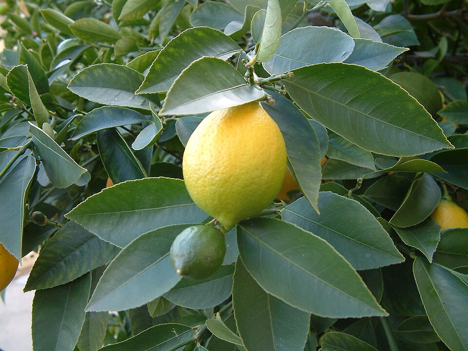 Limón amarillo entre hojas de un limonero; fotografía referencial de uno de los ingredientes de la salsa.